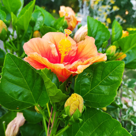 Orange hibiscus flower with green leaves in the garden, close-up. Beautiful Hibiscus plant in bloom on natural daylight growing outdoors.の写真素材