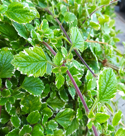 Plectranthus coleoides plant. Marginatus or White Edged Swedish Ivy leaf, Plectranthus forsteri plant in a pot in the garden. Green leaves of Plectranthus plant, background.の写真素材