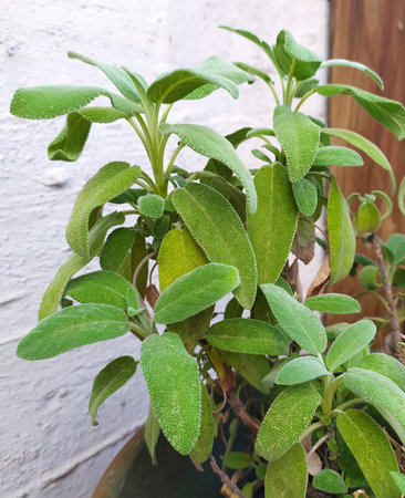 Sage, salvia plant with green leaves growing in a pot on the terrace of the house, outdoors. Close-up, Italy.の写真素材
