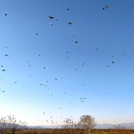 Huge flock of birds flying in the sky over the meadow at sunset. Bird migration in autumn. Background. Panorama with trees, mountains and birds in the sky.の写真素材