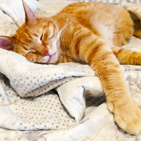 Cat sleeping on the bed, close-up, portrait. Cute ginger domestic cat sleeps on the bed. Fluffy pet resting.の写真素材