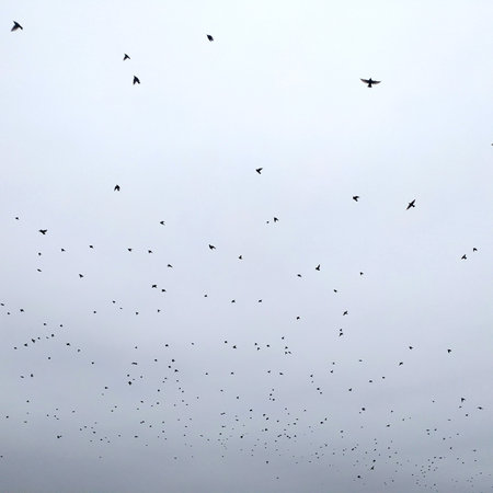 Flock of birds flying in a cloudy sky, background. seasonal migration of birds. a large flock of birds in the sky in cloudy weather.の写真素材