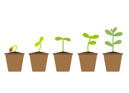 Small green seedlings grow in a flower pot. Isolated vector illustrationのイラスト素材