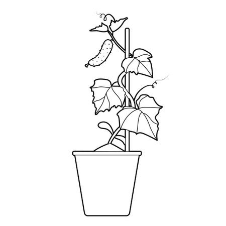 Cucumber seedlings in flower pot. Design element. Black and white outline illustrationのイラスト素材