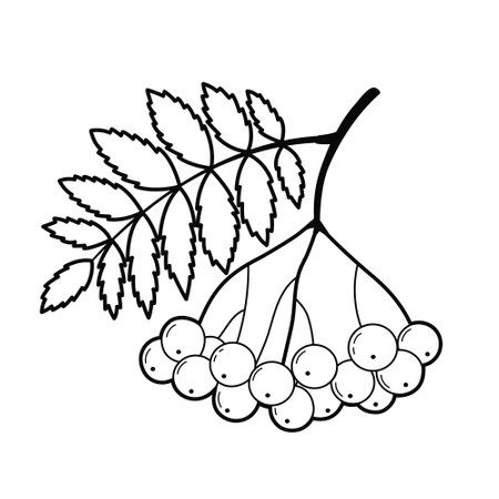 Rowan tree branch. Contour drawing. Black white outline illustration, isolated on white background. Design elements or page of childrens coloring bookのイラスト素材
