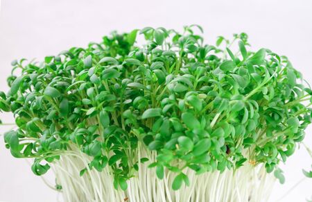 Sprouts of arugula on a white background, microgreens. Horizontal orientation.の写真素材