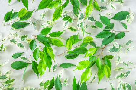 The leaves of Benjamin's ficus of various varieties lie on a light surface with the texture of...