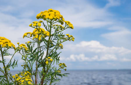Medicinal plant pijma against the sea and blue sky with white cou nomadic clouds. Blurred background, selective focus. Horizontal orientation.の写真素材