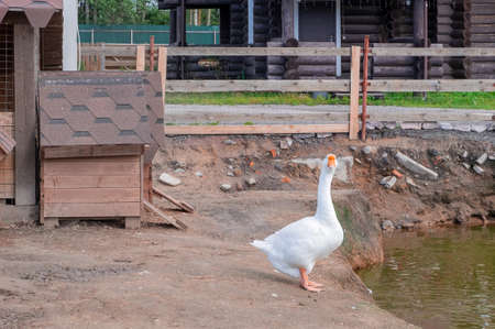 A large white goose stands near a pond in a bird's yard. Rural life, cottage style concept. Horizontal orientation, selective focus.の写真素材