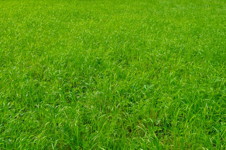 Close-up of fresh green grass in a meadow in a park or forest. Environment, beautiful nature....