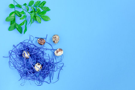 The quail eggs in the stylized nest and the fresh green branch of the plant on a blue background. Spring, the Easter holiday concept. Horizontal orientation, top view, copy space for text.の写真素材