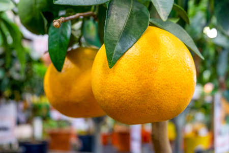 Close-up of ripe tangerine on a branch of citrus exotic plant. Selective focus, blurred backdrop.