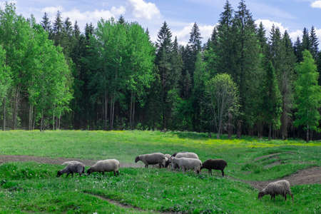 A group of farm sheep graze in the pasture against the backdrop of the forest. Countryside, farm...