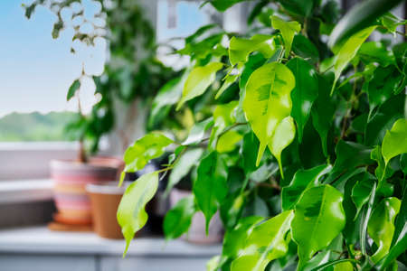 Close-up of home ornamental plant ficus Benjamin Golden Monique cultivar in the interior of balcony of residential apartment. Focus in the foreground, blurred background. Selective focus, copy space.の写真素材