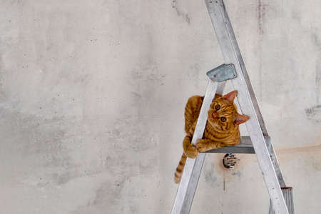 Funny young red tabby cat sits on top step of stepladder while renovating room and looks at camera. Renovation, Do it yourself concept. Selective focus. Copy space.の写真素材