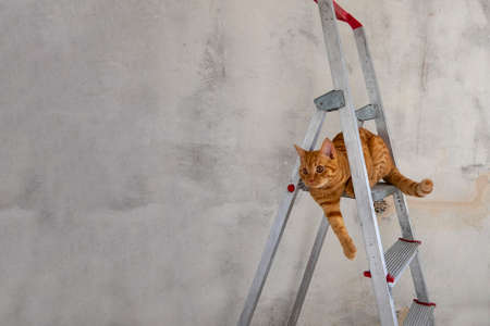Young red tabby cat sits on top step of stepladder while renovating room. Renovation, Do it yourself concept. Selective focus. Copy space.の写真素材