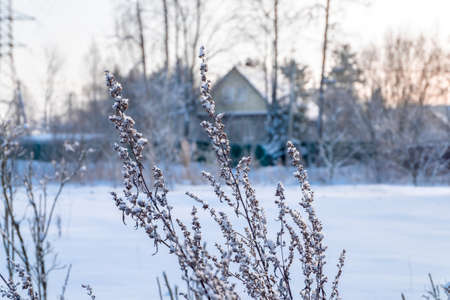 A close-up of a field plant covered with snow and frost against the backdrop of a winter village...