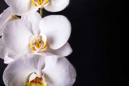 Close-up of beautiful white phalaenopsis orchid flowers on black background. Indoor plants, home...