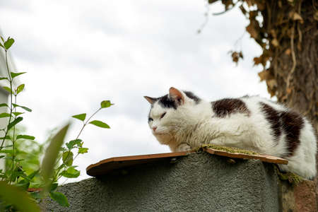 An outdoor sleepy fluffy cat in black and white sits on a fence in the countrysideの写真素材
