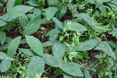 Large drops of dew on the green leaves of forest plants. natural background. selective focus.