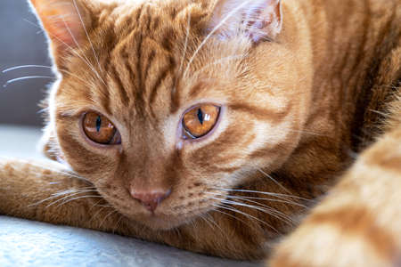 Close-up of an adult young cute tabby red cat lies with open eyes on the sofa in the room. Pet concept. selective focus.の写真素材