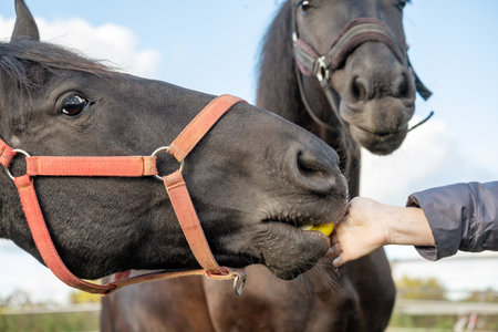Close-up of a bay horse with a bridle takes an apple from the hand of an unrecognizable girl. Selective focus.の写真素材