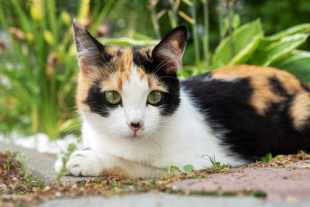 Cute young tricolor stray cat lies. selective focus.の写真素材