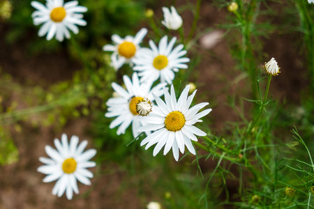 Chamomile wildflowers, close-up. Selective focus.の写真素材