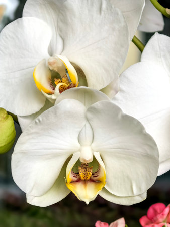 Elegant white orchids with yellow and purple centers in full bloom. Close-up view reveals delicate petal structure. Made on smartphoneの写真素材