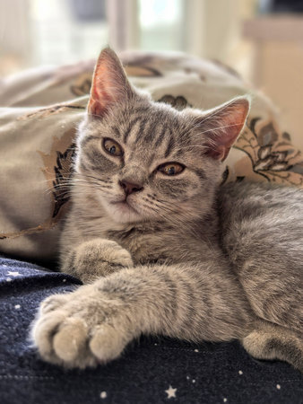 Gray tabby kitty comfortably lounging on a patterned bed, displaying a calm and content demeanor.