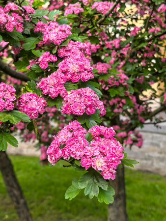 Bright pink hawthorn flowers bloom profusely on a green branch against a city building.の写真素材