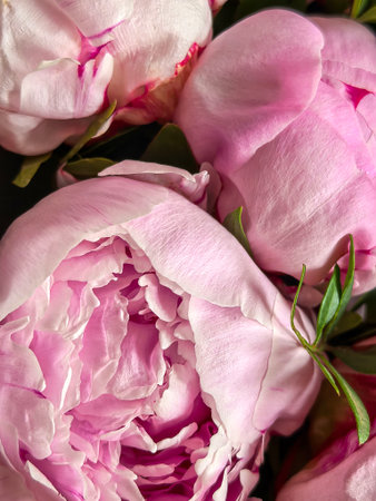 Pink peonies with delicate petals closely overlapping. The soft texture and gentle curves of the flowers create a harmonious visual perfect. Made on smartphone.の写真素材