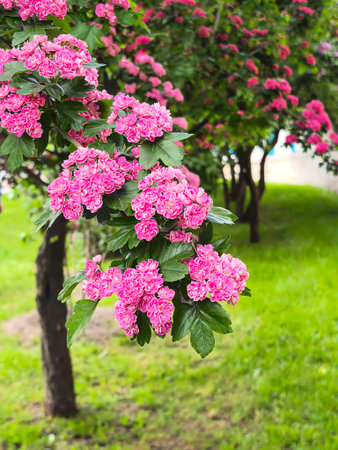 Vibrant pink hawthorn flowers in full bloom add a splash of color against green leaves in a spring garden. The detailed textures create a stunning natural display of beauty.の写真素材