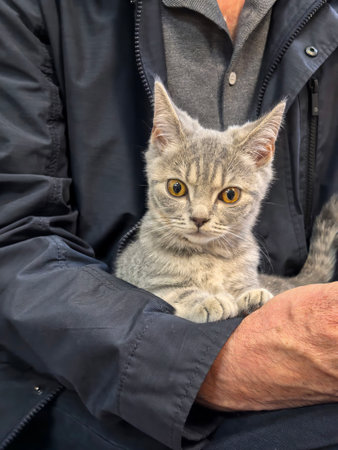 Gray kitten with wide eyes is resting comfortably in the arms of a person wearing a dark jacket. The cat's alert expression highlights its curiosity and comfort with the person.の写真素材