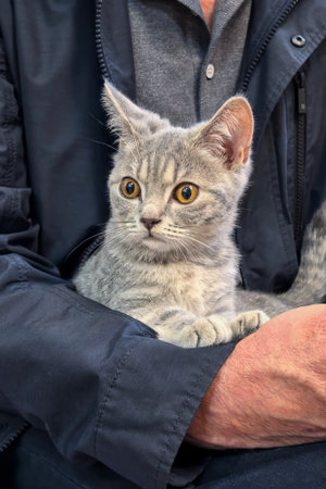 Gray kitten with wide eyes is resting comfortably in the arms of a person wearing a dark jacket. The cat's alert expression highlights its curiosity and comfort with the person.の写真素材