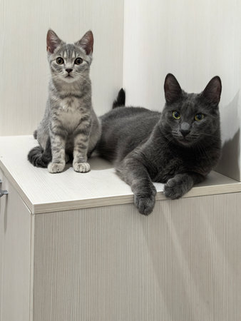 Cat and kitten relax on a cabinet. One cat sits attentively while the other lies comfortably, both exhibiting peaceful expressions.の写真素材