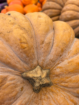 Close-up image highlighting the textured surface of large pumpkins on the market. The detailed view captures the natural ridges and grooves, emphasizing their earthy tones.の写真素材