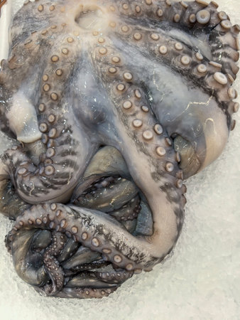 Freshly caught octopus displayed on a bed of ice showcasing its intricate tentacles and textured skin. The octopus is ready for culinary use or educational study.の写真素材