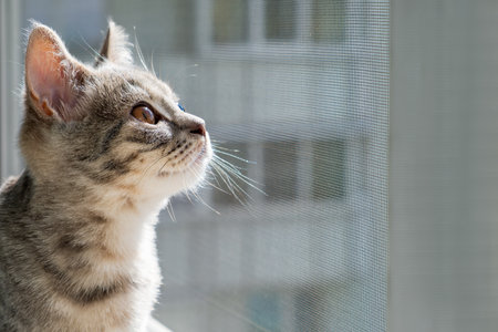 Kinnen intently looking up out the window, contemplating the outdoors. The sunlight highlights its fur as it stands by a mosquito net, seemingly intrigued by the outside view.の写真素材