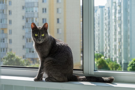 Gray cat sits on a windowsill overlooking an urban cityscape. The feline's green eyes gazely curious in camera.の写真素材