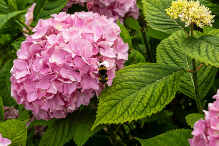 Bumblebee collects nectar from vibrant pink hydrangea in lush garden. The detailed close-up captures...