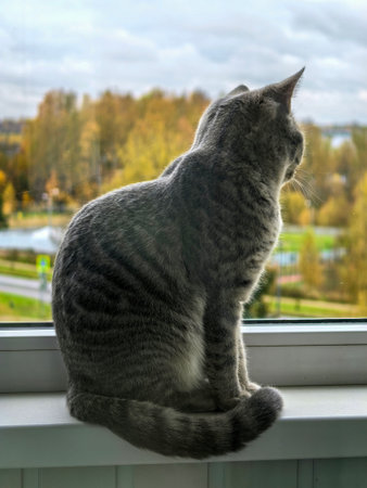 Gray cat sits on a windowsill, gazing outside at a vibrant autumn landscape. The scene captures the peaceful moment with colorful foliage.の写真素材