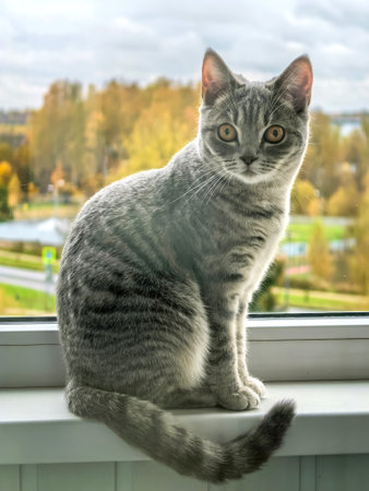 A curious cat with a gray tabby coat sits attentively on a window sill, gazing outside at a scenic view of autumn trees.の写真素材