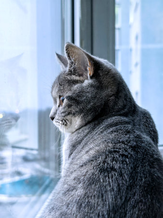Gray tabby cat with striking eyes intensely gazes outside while sitting by a window.の写真素材
