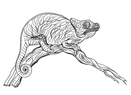 カメレオンの写真素材 イラスト素材 ストックフォトのamanaimages Plus カメレオンの写真素材 イラスト素材 ストックフォトのamanaimages Plus