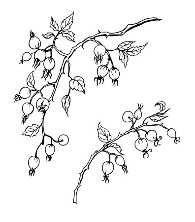 Branch of wild rose with fruits, black and white contour vector illustration.のイラスト素材