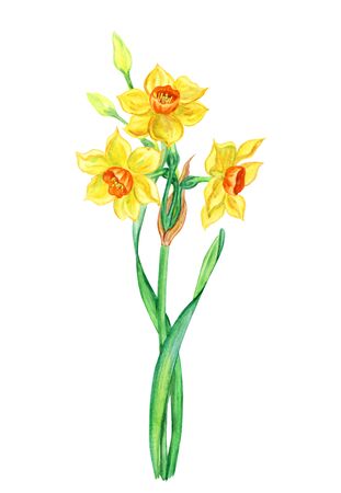 Yellow-orange daffodils, watercolor drawing on white background, isolated with clipping path. Spring flowers, hand drawing.の写真素材