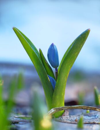 Blue snowdrop bud, breaking through in the spring.