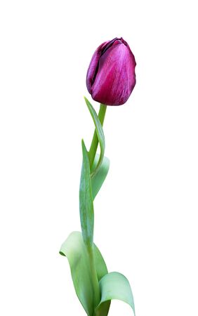 Purple tulip isolated on white background.の写真素材