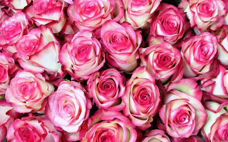 Background of pink and white roses for the wedding, for greeting cards, invitations, etc.の写真素材